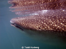 Whale Shark while snorkelling in Mexico by Todd Karberg 